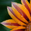 ChromaticTouch