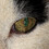 KatsEye