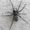 spidersbride