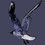 ScreamingSeagull