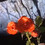 missred