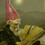 TheUnknowngnome