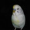 prettybird