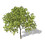 lemontree