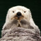 DeeOtterPhoto