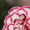 Mattphotos