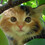 Annafur