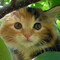 Annafur