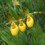 LadySlipper7