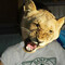 young  lion