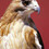 rhinohawk