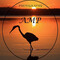 AMP  Al Melville Photography