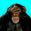 ChimpCity