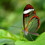 Lepidoptera