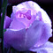 BlueMoonRose