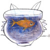 Katfish