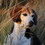 StupidBeagle