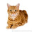 lucycat
