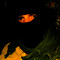 blackbubble