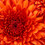 SORTED-IMAGE