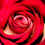 redrosedigital