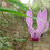 orna