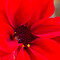 Silken Photography