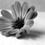 Debbie Cowee