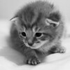 LostKittenClub