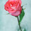 peacefulheart