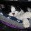 katt471