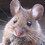 Door Mouse