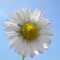 Justine Butler - daisybluesky.co.uk Tel: 07969 444962