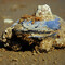 beached clam