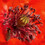 flowershop
