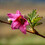 PrairieRose