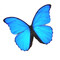 bluemorpho