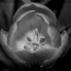 Deborah  Bowness