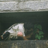 Pace -