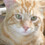 TattyCat