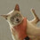 Atma