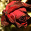 WarOfTheRoses