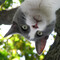 lilcanuk