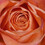 noirerose