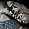 herpetofauna