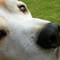 BeagleKidz