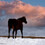 wildhorsedesign