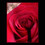 PassionsFineArt