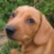 DoxieDot
