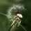 Rachel Davison